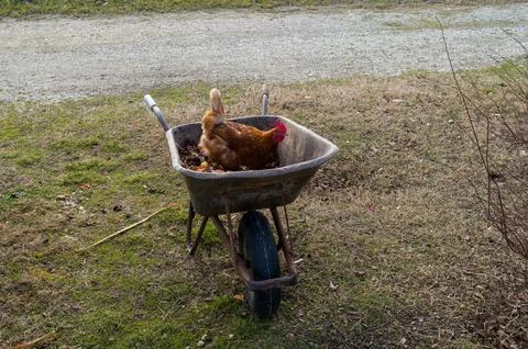 Chicken in a Wheelbarrow Stock Photos