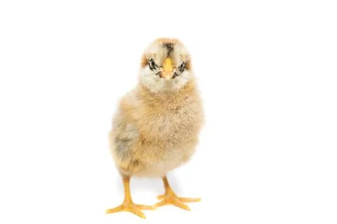 Chicken on white background Stock Photos