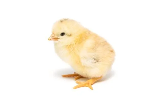 Chicken on white background Foto stock