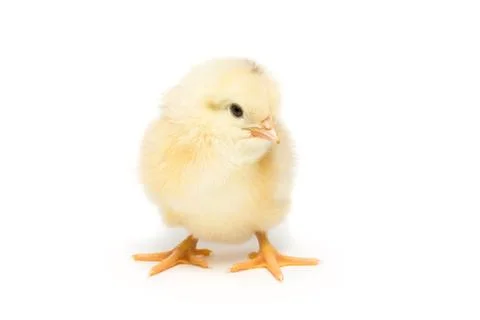 Chicken on white background Stock Photos