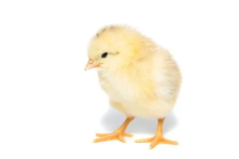 Chicken on white background Stock Photos