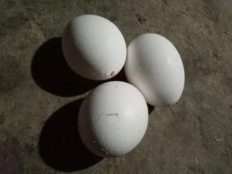 Chicken white eggs Stock Photos