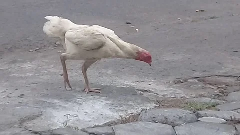 Chicken White Stock Footage 210752652