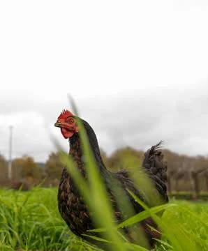 Chicken in the wild Stock Photos