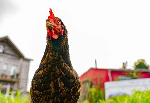 Chicken in the wild Stock Photos