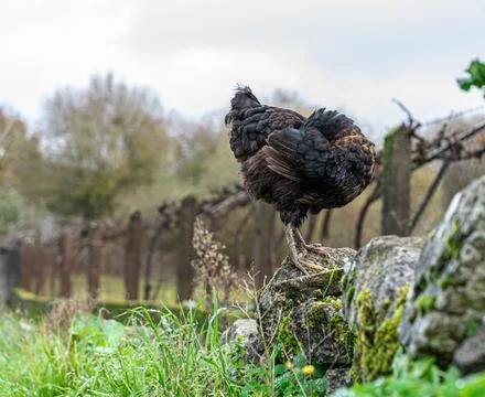 Chicken in the wild Stock Photos