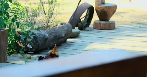 Chicken in wildlife, 4k 스톡 동영상 140285959
