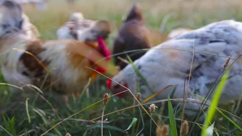 Chicken Wildlife Stock Footage 229231558