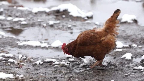 Chicken in the winter yard in 400 fps slow motion, stockvideo Stock Footage 87859768