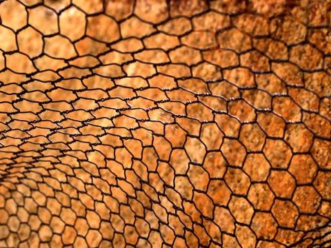 Chicken wire Stock Photos