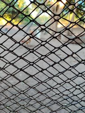 Chicken wire Foto stock