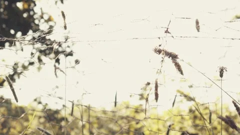 Chicken Wire Pull Focus Stock Footage 242673463