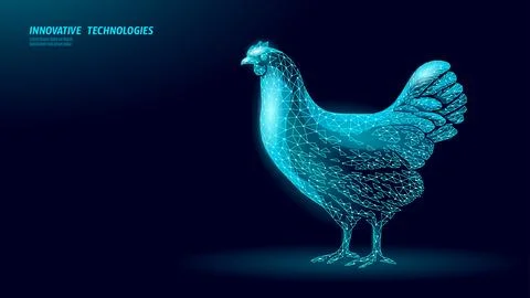 Chicken wireframe concept. Polygonal hen poultry bird livestock farm Stock Illustration