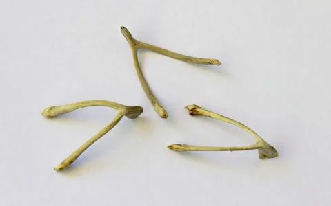 Chicken wishbone Stock Photos