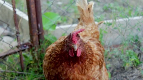 Chicken woke up Stock Footage 52107129