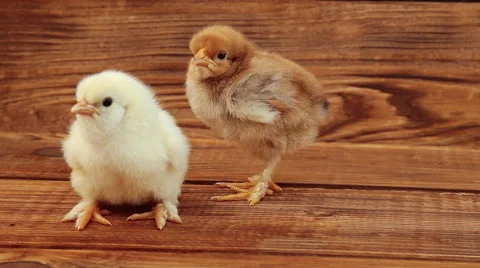 Chicken on wooden table Video stock 67478244