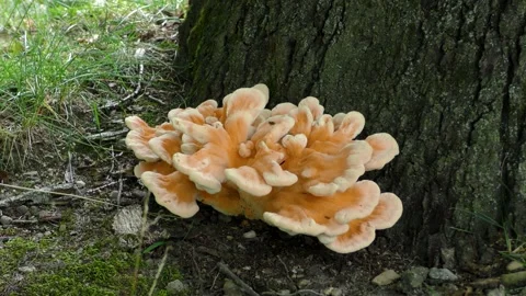 Chicken-of-the-woods mushrooms, forest, E USA Vidéo 314582902