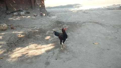 A chicken is in the yard Stock Footage 214152705