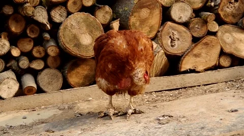 Chicken in the yard of a house Stock Footage 48731947