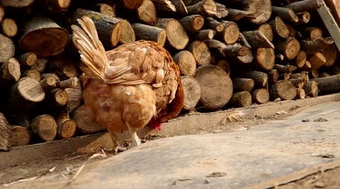 Chicken in the yard of a house Stock Footage 48732044