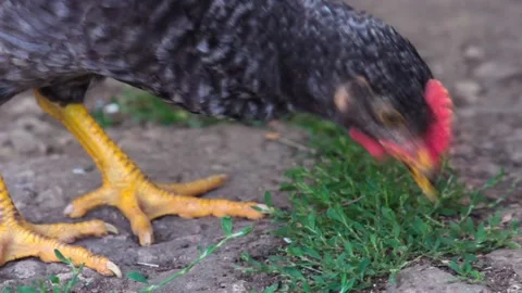 The chicken yard pecking in the grass. Close-up Stock-Footage 137133652