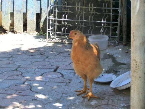 Chicken in the Yard Stock Photos