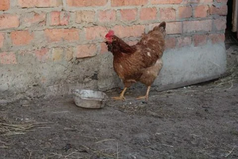 Chicken in the yard Stock Photos