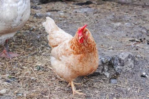 Chicken in the yard Foto stock