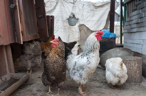 Chicken at yard Stock Photos