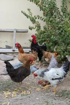 Chicken in the yard Stock Photos