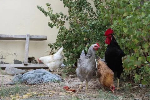 Chicken in the yard Stock Photos