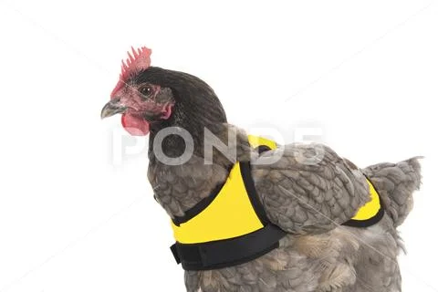 Chicken with yellow vest Stock Photos