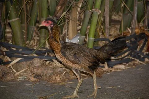 Chicken1 Stock Photos