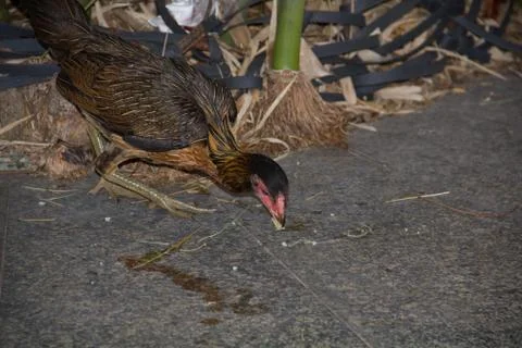 Chicken10 Stock Photos