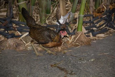 Chicken11 Foto stock