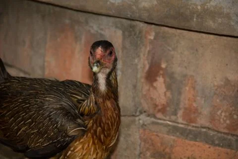 Chicken12 Stock Photos