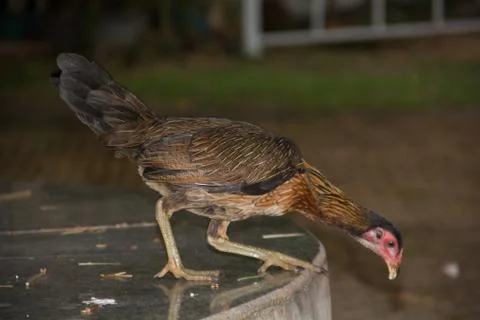 Chicken14 Stock Photos