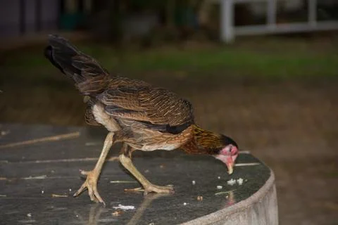 Chicken17 Foto stock