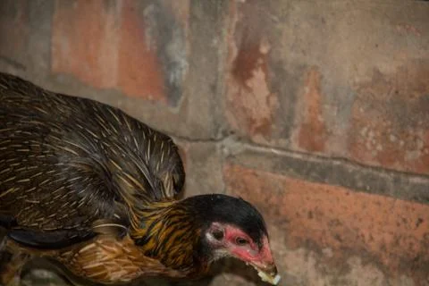 Chicken18 Stock Photos