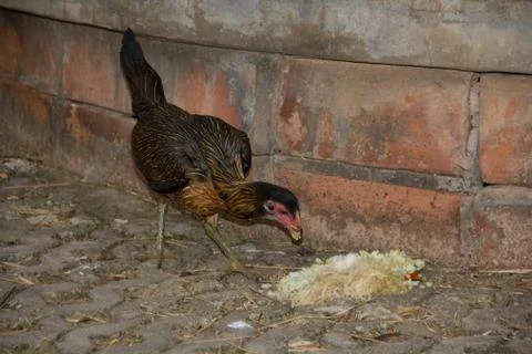 Chicken18 Stock Photos