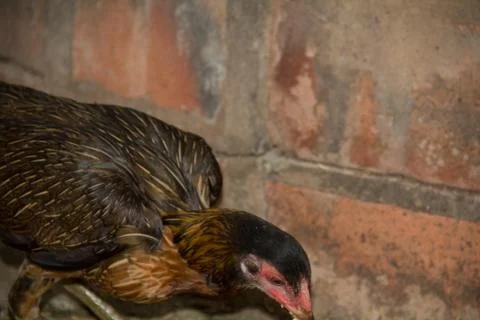 Chicken20 Stock Photos