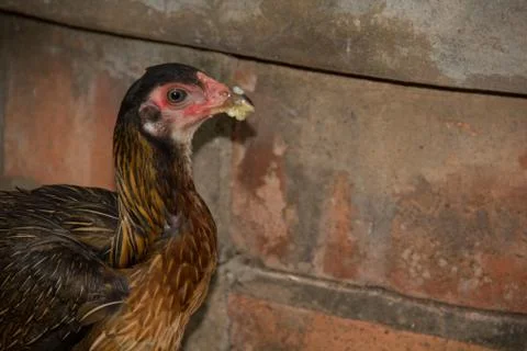 Chicken21 Stock Photos