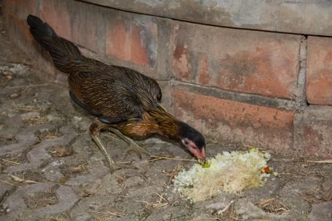 Chicken24 Stock Photos