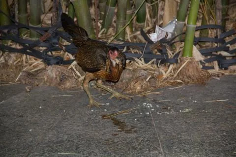 Chicken4 Stock Photos