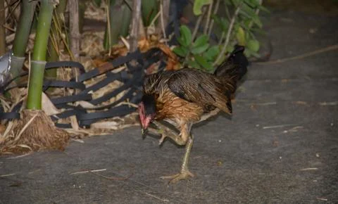 Chickenภ5 Stock Photos