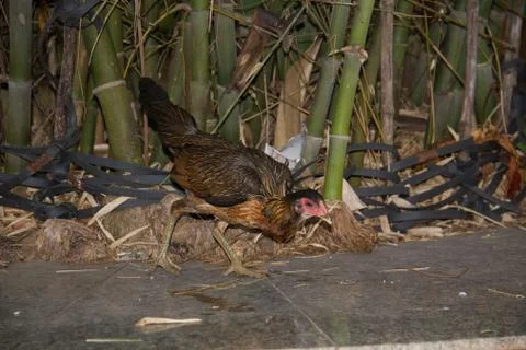 Chicken6 Stock Photos