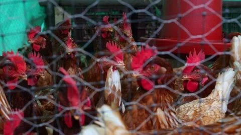 ChickenCoop Vidéo 42770835