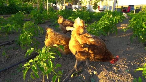 Chickenn Video stock 157160086