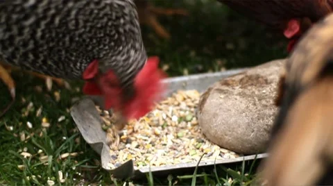 Chickens 01 - feeding Stock Footage 8715589
