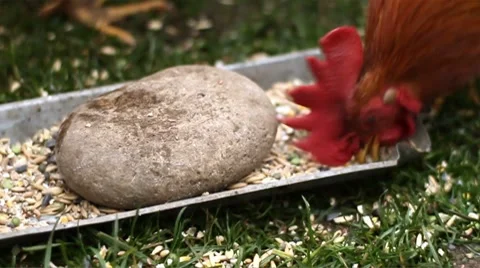 Chickens 02 - Rooster feed, slow motion Stock Footage 8716503